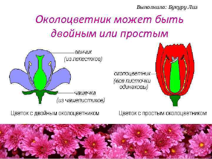 Выполнила: Букуру Лиз Околоцветник может быть двойным или простым 