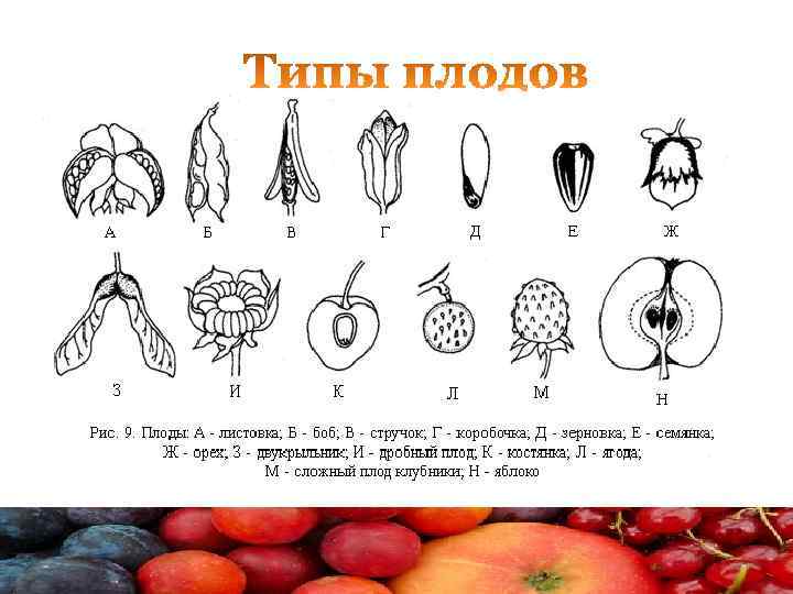 Укажите название плода этого растения. Строение и типы плодов. Морфология и анатомия плодов и семян. Типы строения плода.