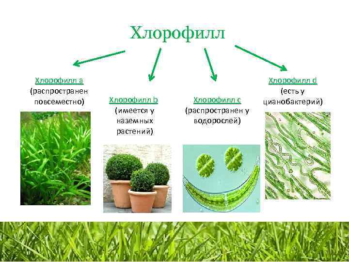 Растительный пигмент хлорофилл. Хлорофиллы а и b водоросли. Хлорофилл формула у растений. Цианобактерии хлорофилл. Хлорофилл в растениях.