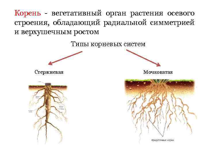 1 вегетативные органы растений. Структура подземных органов растения. Вегетативные органы растений корневая система. Корень осевой орган растения. Вегетативные органы строение корня.