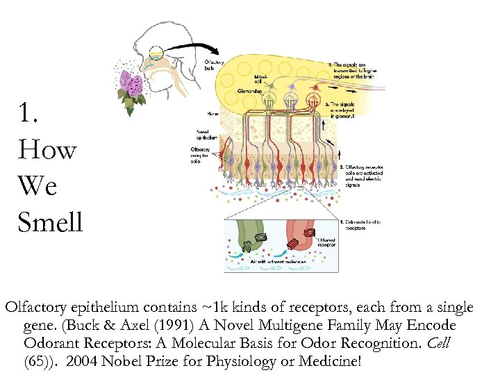 1. How We Smell Olfactory epithelium contains ~1 k kinds of receptors, each from