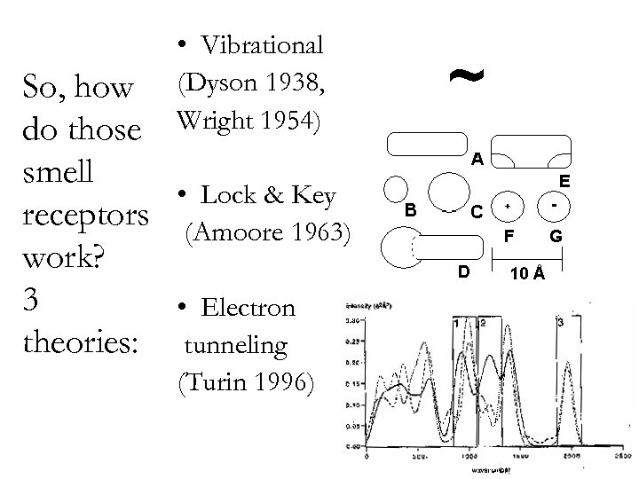  • Vibrational (Dyson 1938, Wright 1954) So, how do those smell • Lock