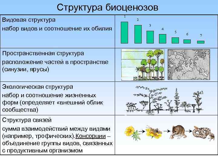 Бактерии и грибы составляют в экосистеме группу. Видовая структура биоценоза. Биоценоз леса схема. Структура биоценоза видовая пространственная экологическая. Структура биоценоза видовая пространственная трофическая.