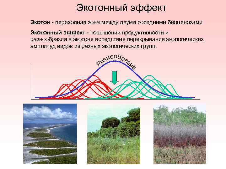 Переходные зоны между разными сообществами носят название