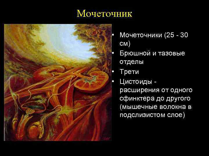 Мочеточник • Мочеточники (25 - 30 см) • Брюшной и тазовые отделы • Трети