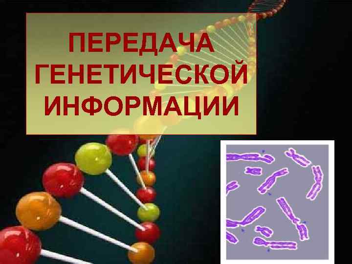 ПЕРЕДАЧА ГЕНЕТИЧЕСКОЙ ИНФОРМАЦИИ 