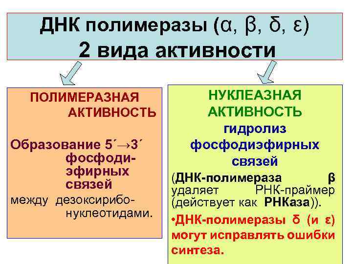 ДНК полимеразы (α, β, δ, ε) 2 вида активности ПОЛИМЕРАЗНАЯ АКТИВНОСТЬ Образование 5΄→ 3΄