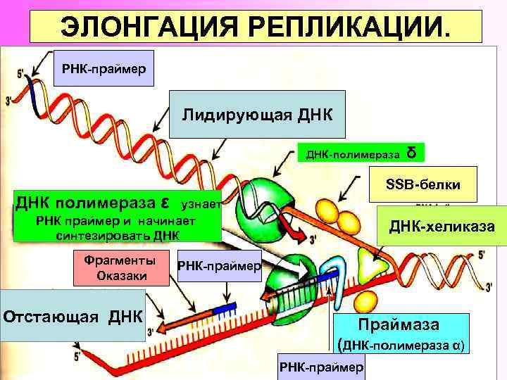 ЭЛОНГАЦИЯ РЕПЛИКАЦИИ. РНК-праймер Лидирующая ДНК-полимераза SSB-белки ДНК полимераза ε узнает РНК праймер и начинает