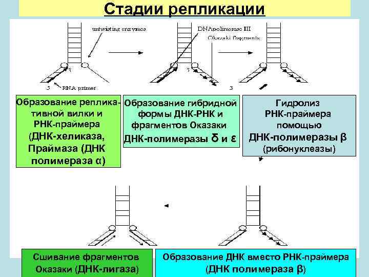 Стадии репликации Образование реплика- Образование гибридной тивной вилки и формы ДНК-РНК и РНК-праймера фрагментов