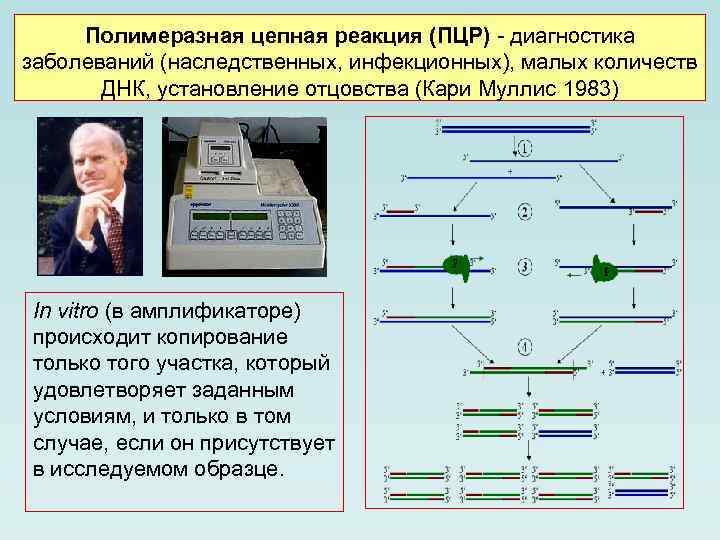 Полимеразная цепная реакция (ПЦР) - диагностика заболеваний (наследственных, инфекционных), малых количеств ДНК, установление отцовства