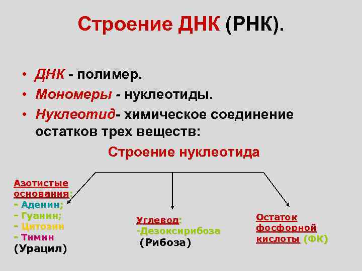 Строение ДНК (РНК). • ДНК - полимер. • Мономеры - нуклеотиды. • Нуклеотид- химическое