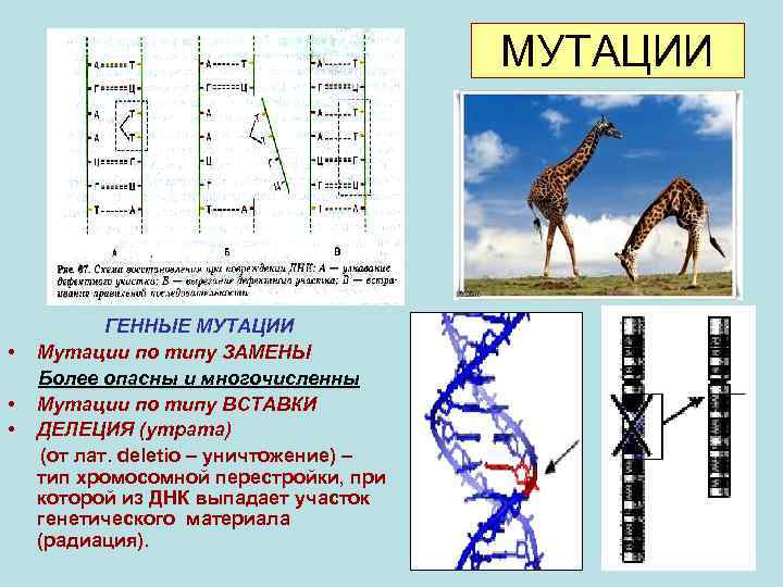 МУТАЦИИ • • • ГЕННЫЕ МУТАЦИИ Мутации по типу ЗАМЕНЫ Более опасны и многочисленны