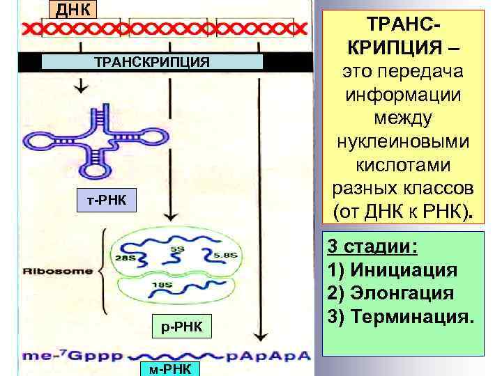 ДНК ТРАНСКРИПЦИЯ т-РНК р-РНК м-РНК ТРАНСКРИПЦИЯ – это передача информации между нуклеиновыми кислотами разных