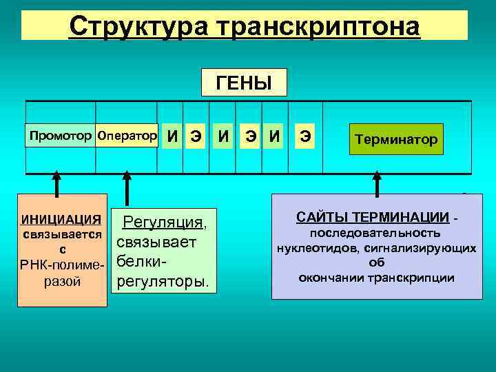 Структура транскриптона Genes ГЕНЫ Промотор Оператор И Э И Регуляция, связывает РНК-полиме- белкиразой регуляторы.