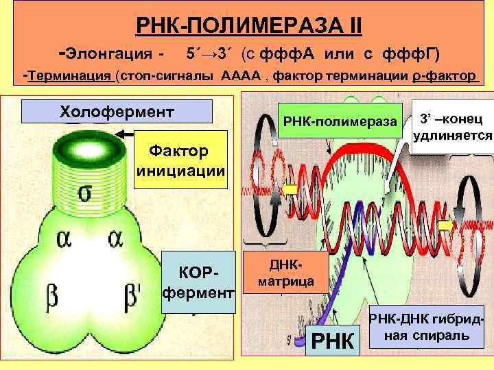 РНК-ПОЛИМЕРАЗА II -Элонгация - 5΄→ 3΄ (с ффф. A или с ффф. Г) -Терминация