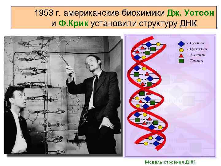 1953 г. американские биохимики Дж. Уотсон и Ф. Крик установили структуру ДНК 