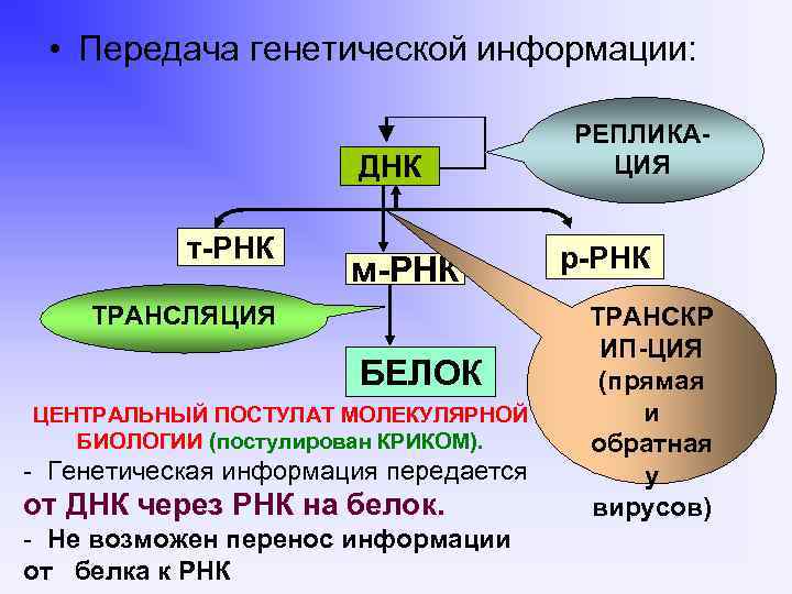  • Передача генетической информации: ДНК DNA t RNA т-РНК m RNA м-РНК ТРАНСЛЯЦИЯ