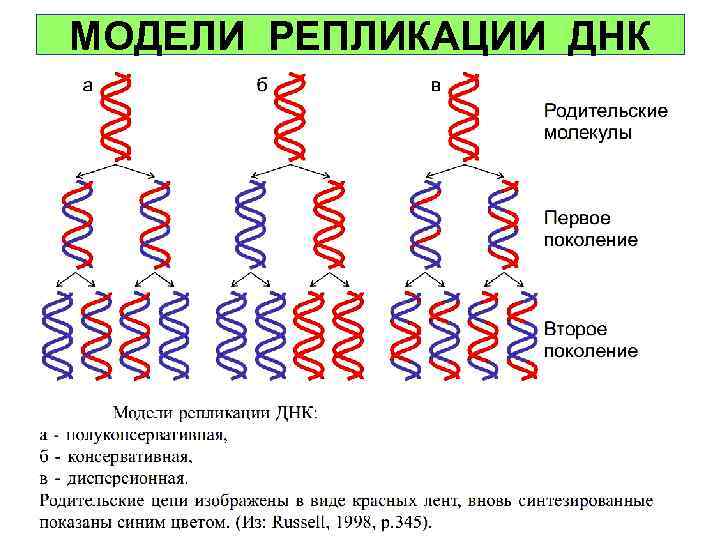 МОДЕЛИ РЕПЛИКАЦИИ ДНК 