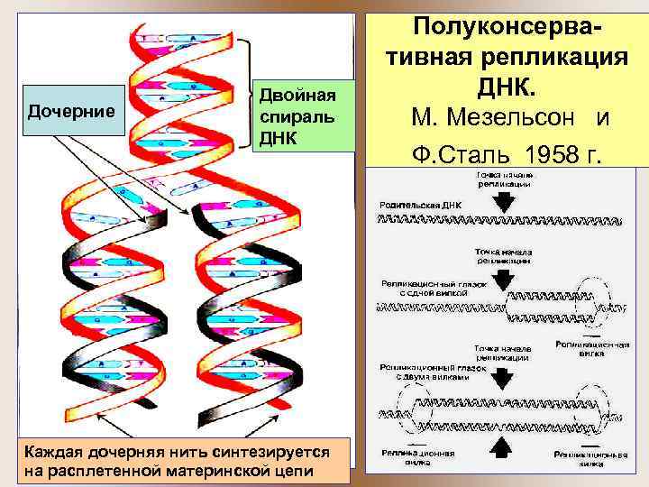 Дочерние Двойная спираль ДНК Полуконсервативная репликация ДНК. М. Мезельсон и Ф. Сталь 1958 г.