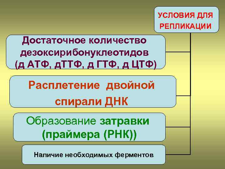 УСЛОВИЯ ДЛЯ РЕПЛИКАЦИИ Достаточное количество дезоксирибонуклеотидов (д ATФ, д. TTФ, д ГTФ, д ЦTФ)