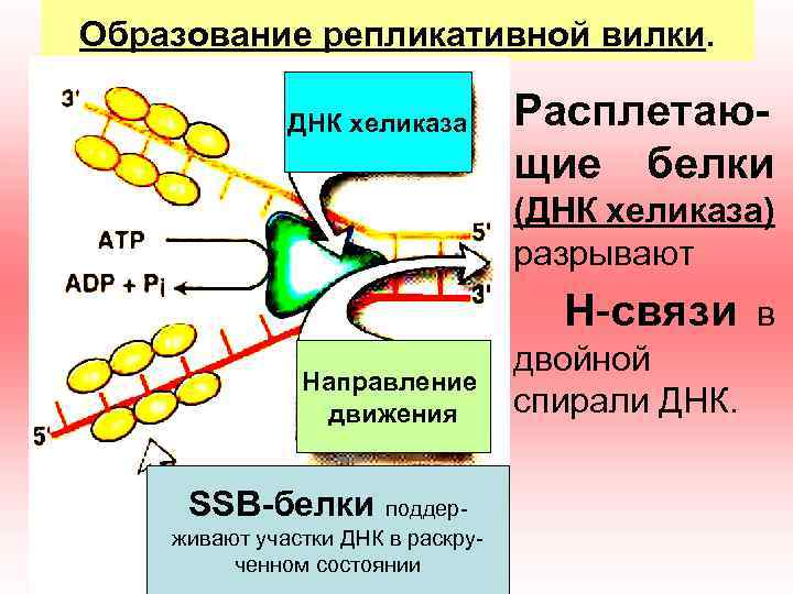 Образование репликативной вилки. 1) Расплетающие белки ДНК хеликаза (ДНК хеликаза) разрывают H-связи Направление движения