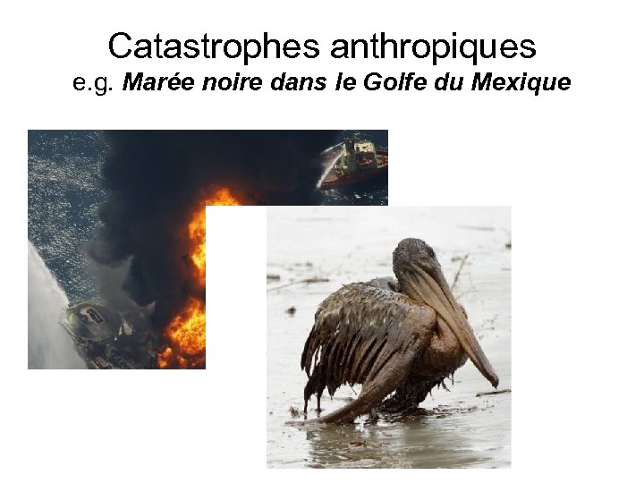 Catastrophes anthropiques e. g. Marée noire dans le Golfe du Mexique 