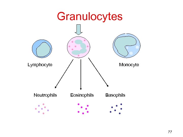 Granulocytes Lymphocyte Neutrophils Monocyte Eosinophils Basophils 77 