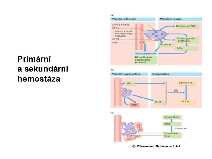 Primární a sekundární hemostáza 