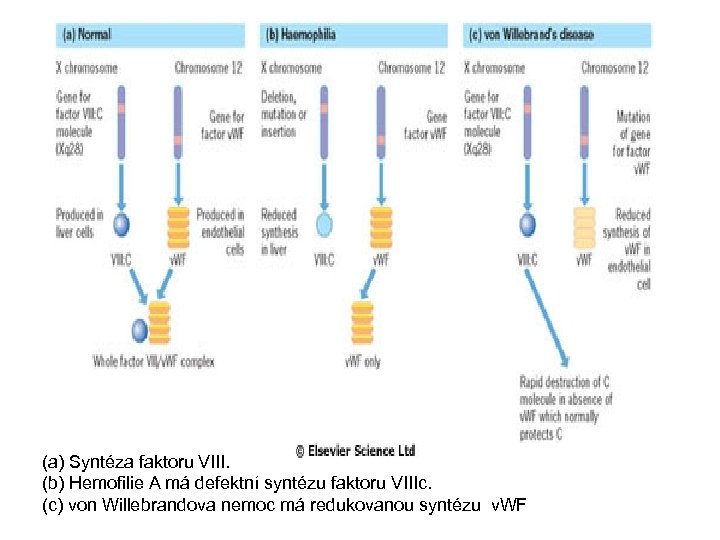 (a) Syntéza faktoru VIII. (b) Hemofilie A má defektní syntézu faktoru VIIIc. (c) von