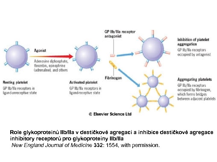  Role glykoproteinů IIb/IIa v destičkové agregaci a inhibice destičkové agregace inhibitory receptorů pro