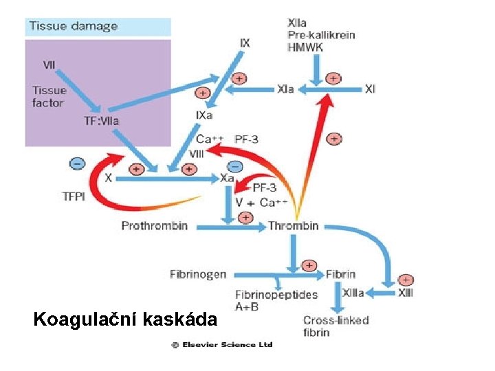  Koagulační kaskáda 