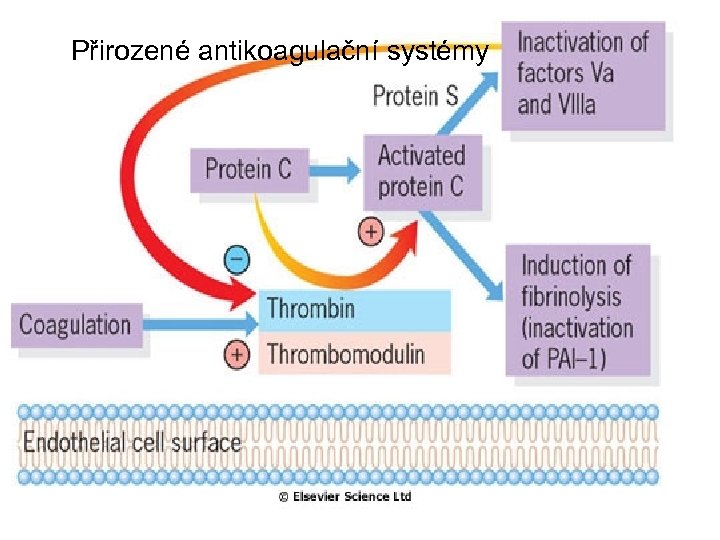 Přirozené antikoagulační systémy 