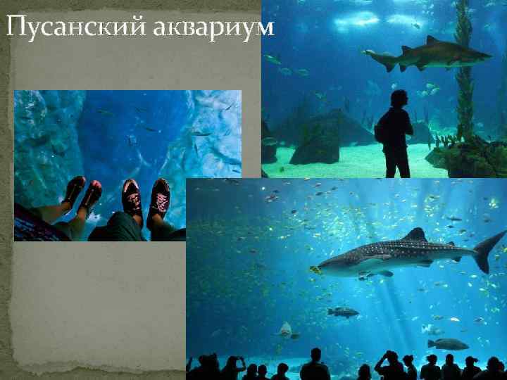 Пусанский аквариум 