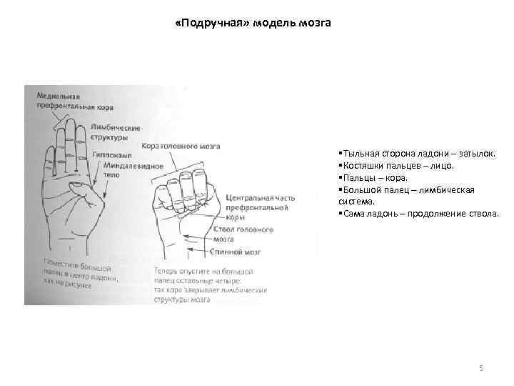  «Подручная» модель мозга §Тыльная сторона ладони – затылок. §Костяшки пальцев – лицо. §Пальцы