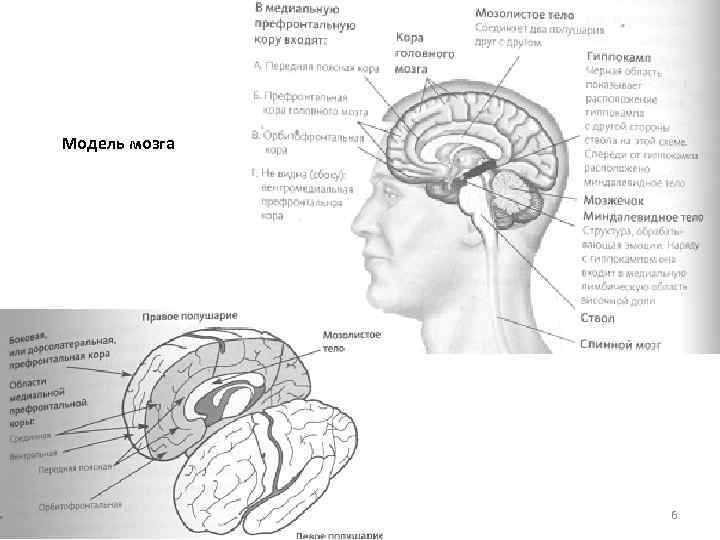 Модель мозга 6 