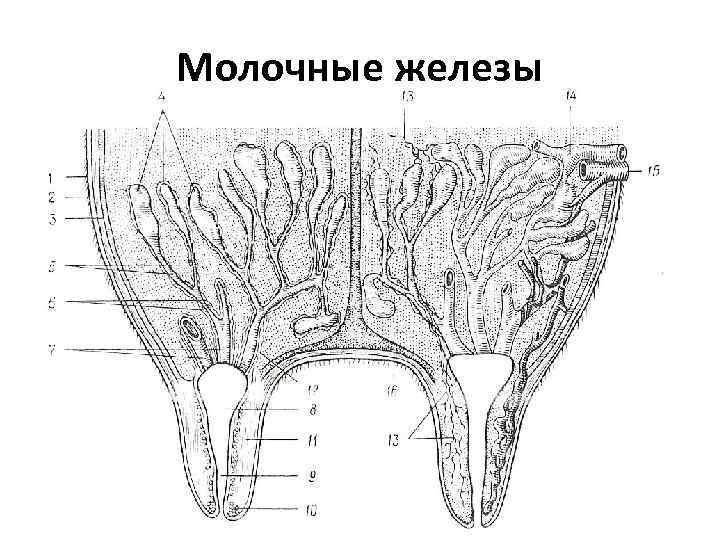Молочные железы 