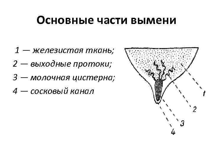 Основные части вымени 1 — железистая ткань; 2 — выходные протоки; 3 — молочная