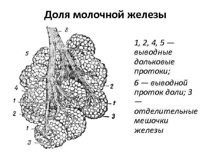 Структура железы