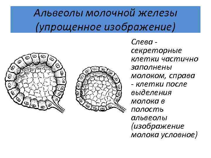 Альвеолы молочной железы (упрощенное изображение) Слева - секреторные клетки частично заполнены молоком, справа -