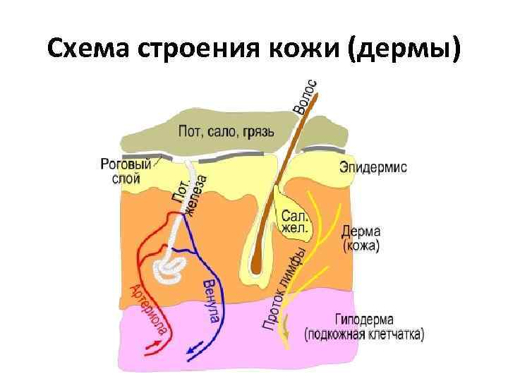 Схема строения кожи (дермы) 