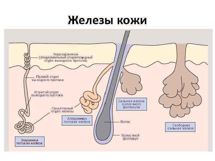 Железы кожи 