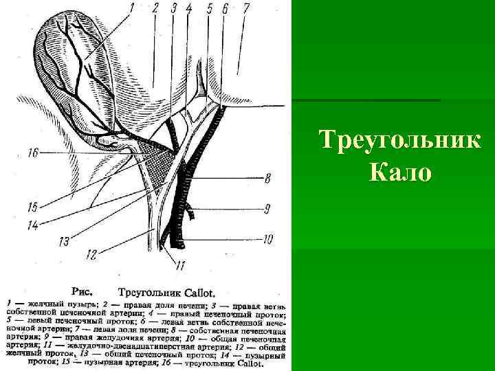 Треугольник Кало 