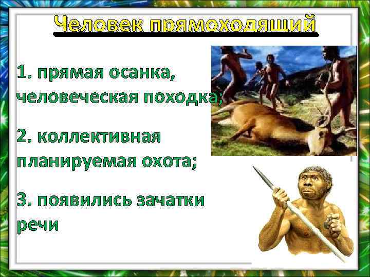 Человек прямоходящий 1. прямая осанка, человеческая походка; 2. коллективная планируемая охота; 3. появились зачатки