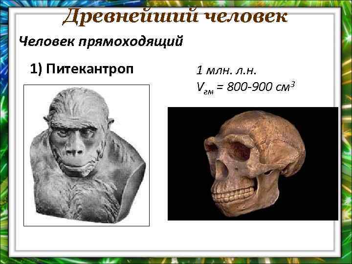 Древнейший человек Человек прямоходящий 1) Питекантроп 1 млн. л. н. Vгм = 800 -900