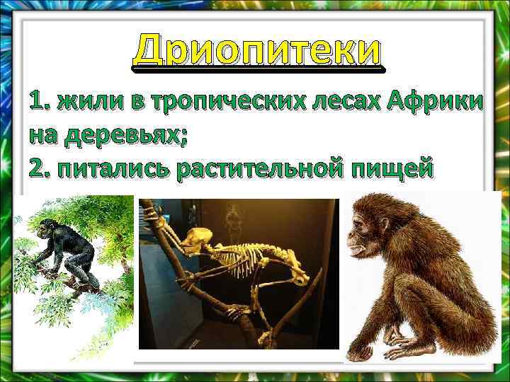 Дриопитеки 1. жили в тропических лесах Африки на деревьях; 2. питались растительной пищей 
