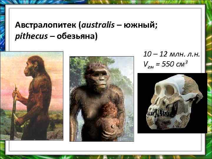 Австралопитек (australis – южный; pithecus – обезьяна) 10 – 12 млн. л. н. Vгм