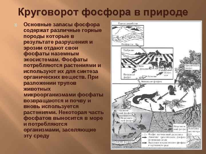 Круговорот фосфора в природе схема 9 класс биология