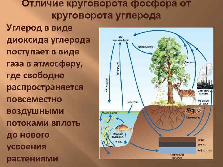 Отличие круговорота фосфора от круговорота углерода Углерод в виде диоксида углерода поступает в виде