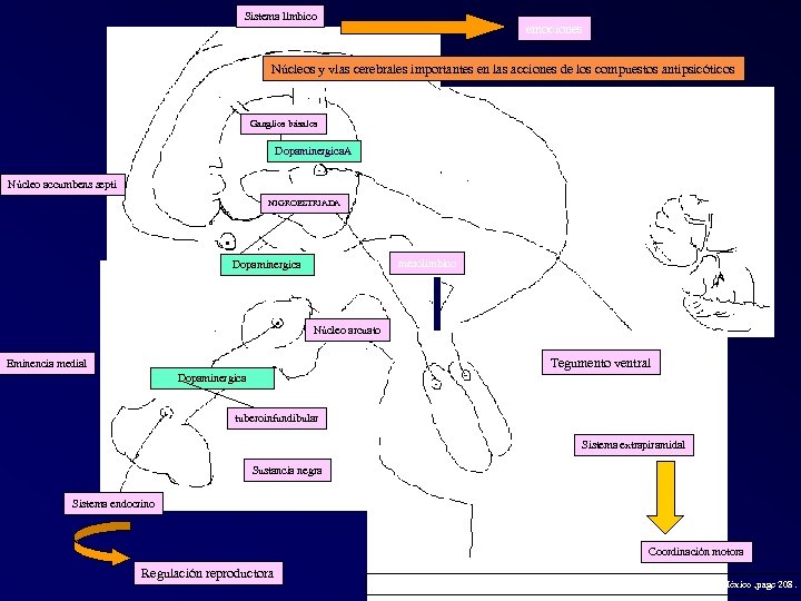 Sistema límbico emociones Núcleos y vías cerebrales importantes en las acciones de los compuestos