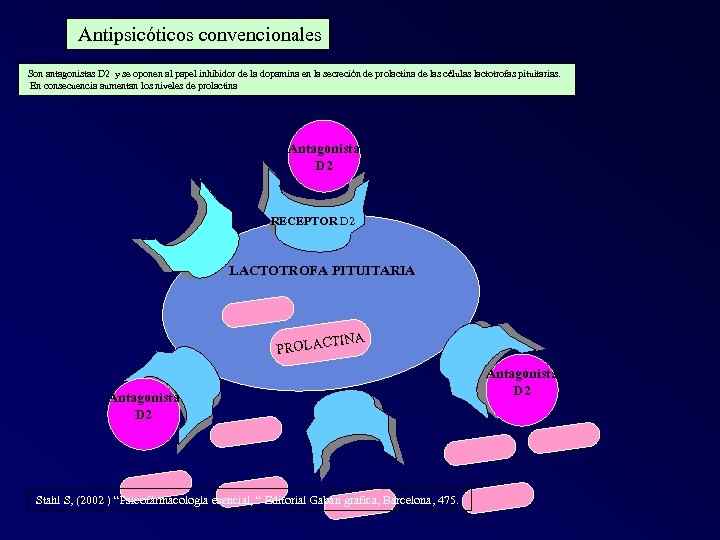 Antipsicóticos convencionales Son antagonistas D 2 y se oponen al papel inhibidor de la